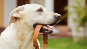 A dog holding a collar